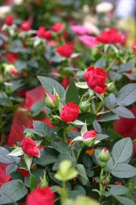 20070412153737-roses.jpg